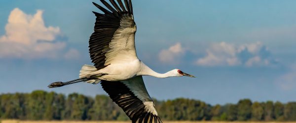 Whooping crane (Grus americana)