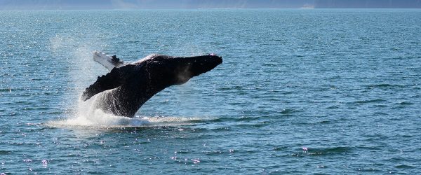 Gray Whale