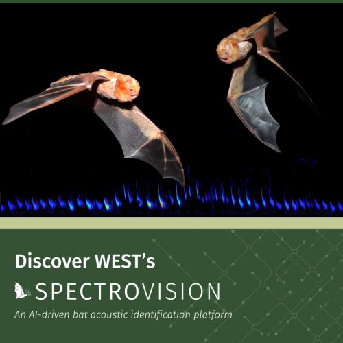 SpectroVision Graphic_red bat_V3