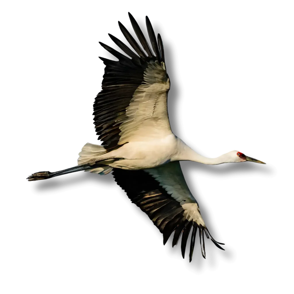 Whooping Crane