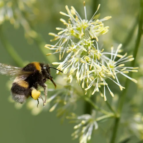 Biodiversity Enhancement and Ecosystem Services