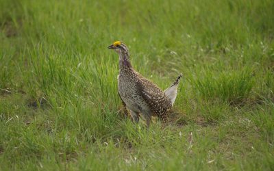 Male Grouse