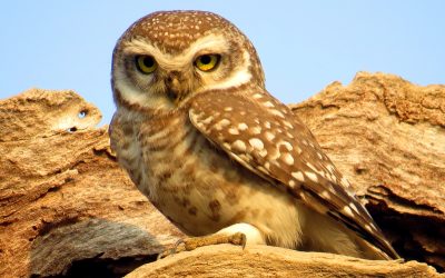 spotted owl_g johnson
