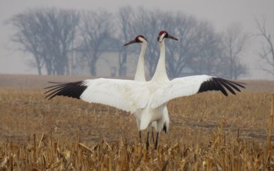 Whooping Cranes